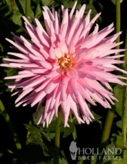 Menu Park Princess Border Dahlia -Cheap Garden Twist Store 74151 park princess border dahlia 5 1