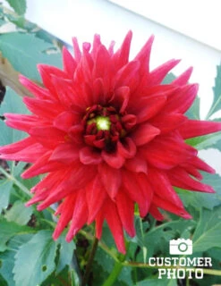 Menu Border Dahlia Collection -Cheap Garden Twist Store 74153 2 red pygmy border dahlia
