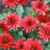 Menu Red Pygmy Border Dahlia