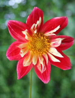 Menu Festivo Impression Dahlia 5 Menu Festivo Impression Dahlia -Cheap Garden Twist Store 74154 1