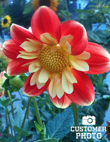 Menu Festivo Impression Dahlia 3 Menu Festivo Impression Dahlia - Image 3