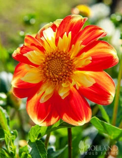 Menu Pooh Impression Dahlia -Cheap Garden Twist Store 74155 pooh impression dahlia 2