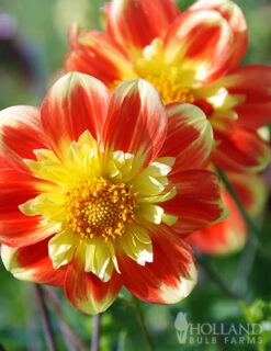 Menu Pooh Impression Dahlia -Cheap Garden Twist Store 74155 pooh impression dahlia