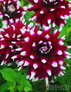 Menu Mystery Day Decorative Dahlia -Cheap Garden Twist Store 74160 mystery day dahlia 1