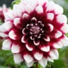 Menu Mystery Day Decorative Dahlia