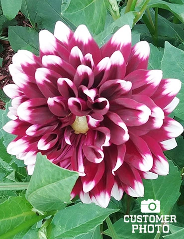 Menu Peppermint Dream Dahlia Collection 3 Menu Peppermint Dream Dahlia Collection - Image 3