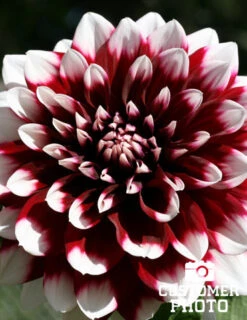 Menu Mystery Day Decorative Dahlia -Cheap Garden Twist Store 74160 mystery day decorative dahlia 4 1