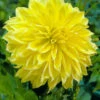 Menu Kelvin Floodlight Dahlia Jumbo Pack