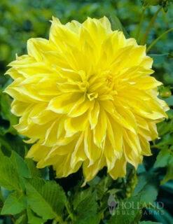 Menu Kelvin Floodlight Dahlia Jumbo Pack