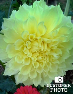 Menu Kelvin Floodlight Dahlia Jumbo Pack -Cheap Garden Twist Store 74161 kelvin floodlight dahlia jumbo pack 3