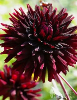 Menu Black Jack Dahlia Jumbo Pack -Cheap Garden Twist Store 74162 black jack dahlia jumbo pack 2 2