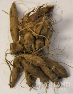 Menu Peppermint Dream Dahlia Collection 22 Menu Peppermint Dream Dahlia Collection -Cheap Garden Twist Store 74162 black jack dahlia jumbo pack 3 1