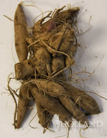 Menu Sunset Dahlia Collection 16 Menu Sunset Dahlia Collection - Image 16