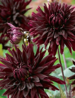 Menu Black Jack Dahlia Jumbo Pack -Cheap Garden Twist Store 74162 black jack dahlia jumbo pack 5 1