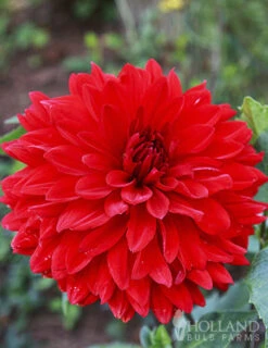 Menu Red Fubuki Dahlia Jumbo Pack -Cheap Garden Twist Store 74168 red fubuki dahlia