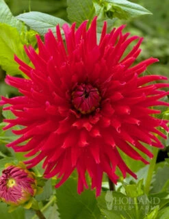 Menu Red Fubuki Dahlia Jumbo Pack -Cheap Garden Twist Store 74168 red fubuki dahlia 3