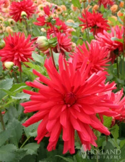 Menu Red Fubuki Dahlia Jumbo Pack -Cheap Garden Twist Store 74168 red fubuki dahlia 4