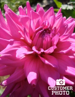 Menu Princess Pinks Dahlia Collection -Cheap Garden Twist Store 74170 pink corona dahlia jumbo pack
