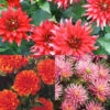 Menu Border Dahlia Collection