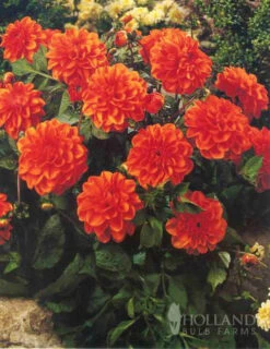 Menu Border Dahlia Collection -Cheap Garden Twist Store 74179 border dahlia collection 2