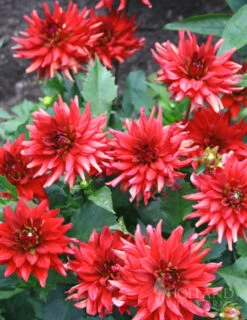 Menu Border Dahlia Collection -Cheap Garden Twist Store 74179 border dahlia collection 4