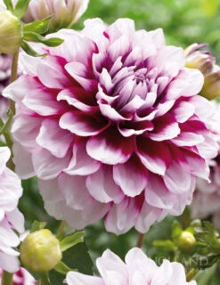 Menu Edinburgh Decorative Dahlia