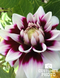 Menu Edinburgh Decorative Dahlia -Cheap Garden Twist Store 74193 edinburgh decorative dahlia 3