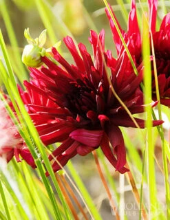 Menu Midnight Glo Dahlia Collection -Cheap Garden Twist Store 74195 cactus dahlia