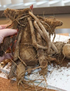 Menu Bold Dinnerplate Dahlia Collection 20 Menu Bold Dinnerplate Dahlia Collection -Cheap Garden Twist Store 74196 mrs eileen dinnerplate dahlia 2