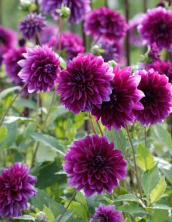 Menu Midnight Glo Dahlia Collection -Cheap Garden Twist Store 74197