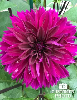 Menu Bold Dinnerplate Dahlia Collection 24 Menu Bold Dinnerplate Dahlia Collection -Cheap Garden Twist Store 74197 thomas edison dahlia 1