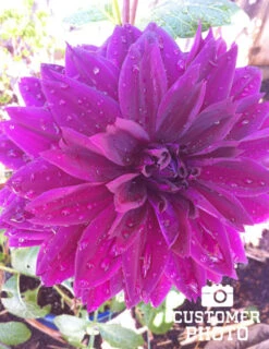 Menu Midnight Glo Dahlia Collection -Cheap Garden Twist Store 74197 thomas edison dinnerplate dahlia 4