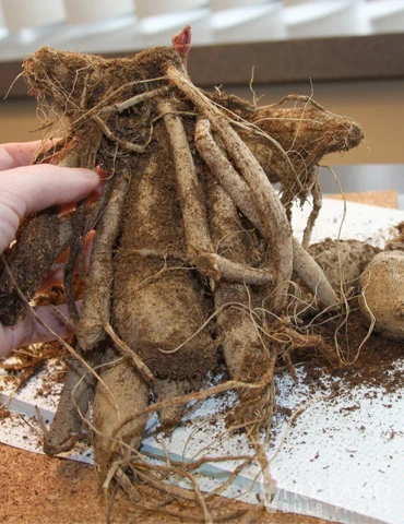 Menu Peppermint Dream Dahlia Collection 14 Menu Peppermint Dream Dahlia Collection - Image 14