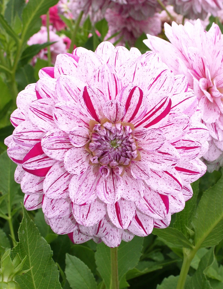 Menu Peppermint Dream Dahlia Collection 13 Menu Peppermint Dream Dahlia Collection - Image 13