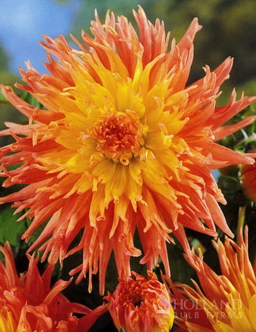 Menu Sunset Dahlia Collection 2 Menu Sunset Dahlia Collection - Image 2