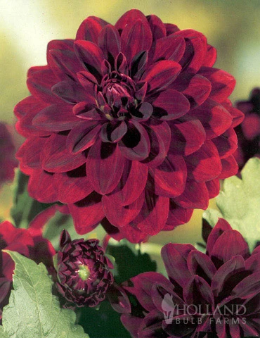 Menu Sunset Dahlia Collection 4 Menu Sunset Dahlia Collection - Image 4