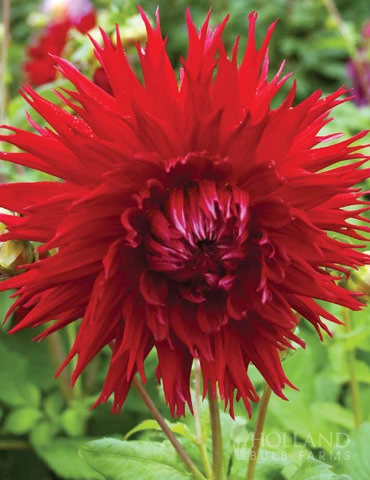 Menu Sunset Dahlia Collection 6 Menu Sunset Dahlia Collection - Image 6