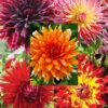 Menu Sunset Dahlia Collection