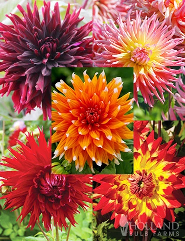 Menu Sunset Dahlia Collection 1 Menu Sunset Dahlia Collection
