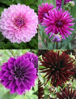 Menu Midnight Glo Dahlia Collection