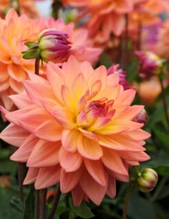 Menu Shimmering Sunset Dahlia Collection -Cheap Garden Twist Store 74209 1