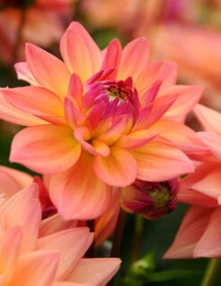 Menu Shimmering Sunset Dahlia Collection -Cheap Garden Twist Store 74209 2 1