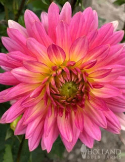 Menu Shimmering Sunset Dahlia Collection -Cheap Garden Twist Store 74209 extase decorative dahlia 2 1