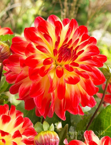 Menu Icoon Dahlia 1 Menu Icoon Dahlia