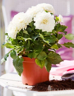 Menu Wittem Decorative Dahlia -Cheap Garden Twist Store 74211 wittem decorative dahlia 3