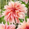 Menu Labyrinth Decorative Dahlia