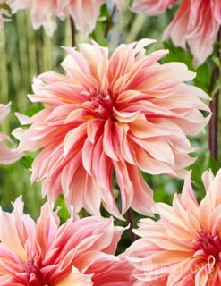 Menu Shimmering Sunset Dahlia Collection -Cheap Garden Twist Store 74213 labyrinth decorative dahlia 2 2