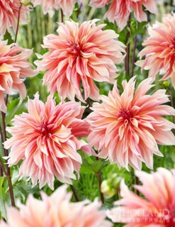 Menu Shimmering Sunset Dahlia Collection -Cheap Garden Twist Store 74213 labyrinth decorative dahlia 3 2
