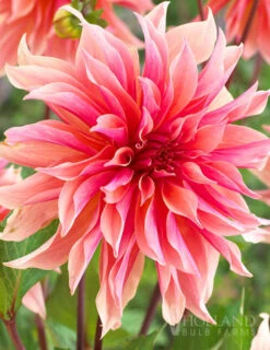 Menu Princess Pinks Dahlia Collection -Cheap Garden Twist Store 74213 labyrinth decorative dahlia 4