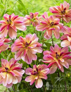 Menu Princess Pinks Dahlia Collection -Cheap Garden Twist Store 74214 dark butterfly decorative dahlia 2